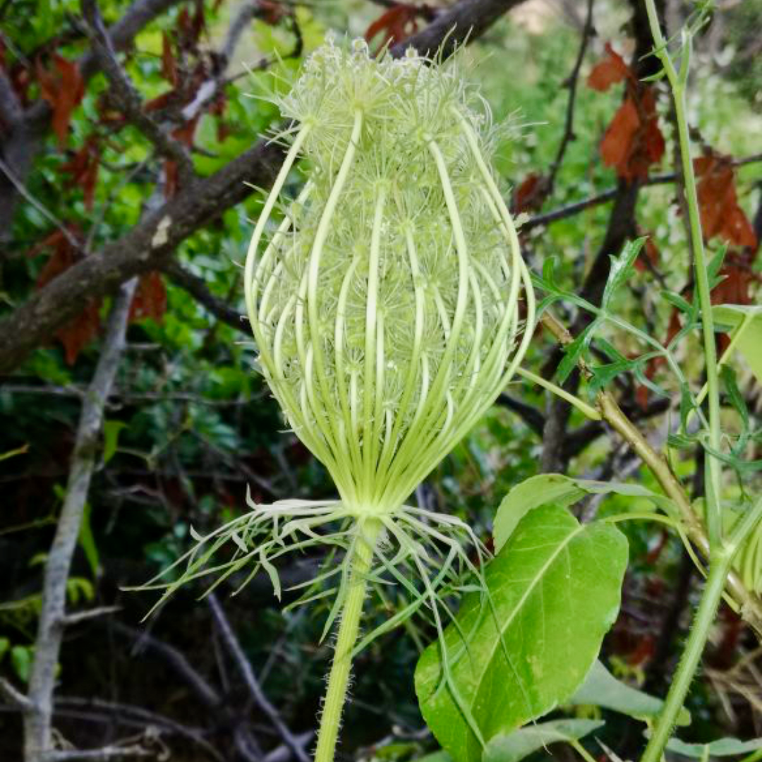 013 TOOTHPICK  - Moroccan toothpick flower. stand in natural oak. stylish gift pack.