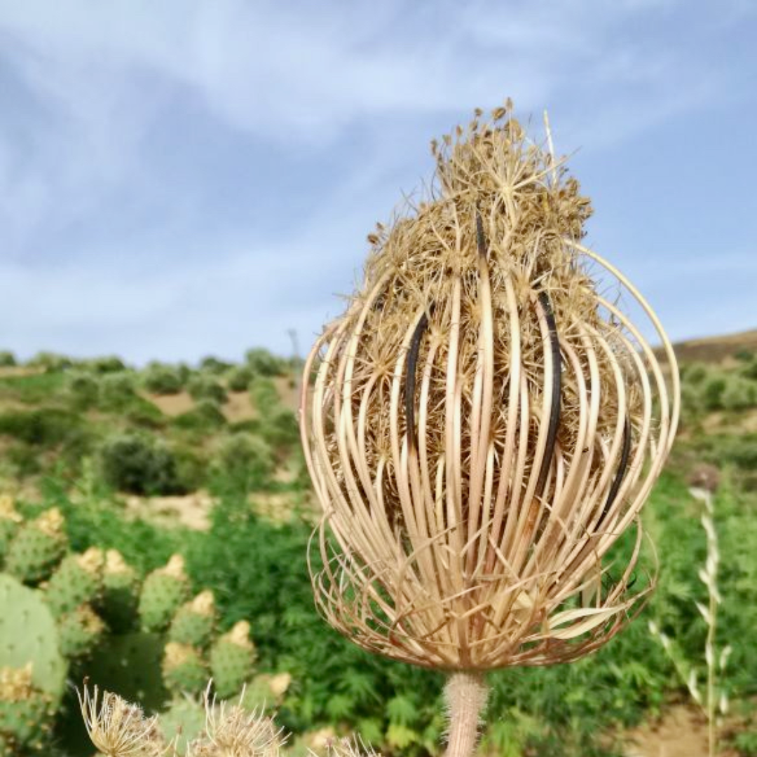 013 TOOTHPICK  - Moroccan toothpick flower. stand in natural oak. stylish gift pack.